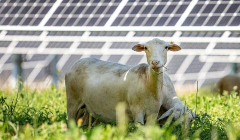 Opodatkowanie farm fotowoltaicznych. Ministerstwo tłumaczy