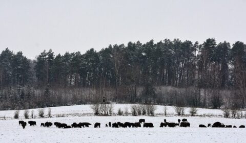 Polana Białowieska pozostanie polaną. Nie ma zgody sądu na panele PV