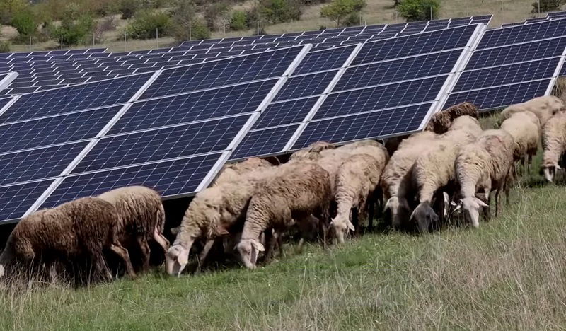 Umowa PPA na dostawy energii z ogromnej farmy agrofotowoltaicznej