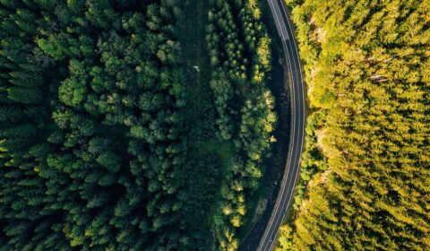 Na terenie Lasów Państwowych powstaną ogromne elektrownie wiatrowe. Co to za projekt?