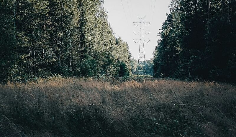Czy wiatraki zaszkodzą lasom? PWI: Odpowiedź będzie kosztować 17 mln zł