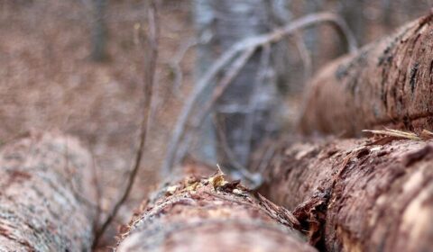 Jakie drewno można legalnie spalać? Nowe przepisy weszły w życie