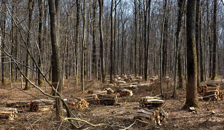 Dotacje do spalania biomasy w energetyce pochłonęły setki miliardów dolarów