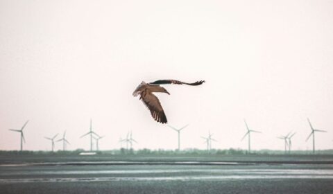 Ptaki kontra wiatraki. Czy nowe wytyczne GDOŚ wstrzymają wiatr na lądzie?