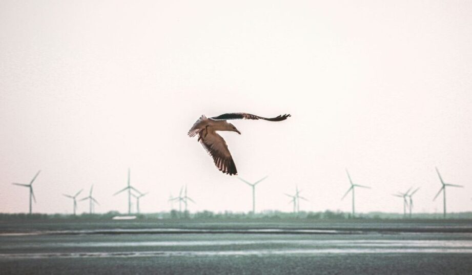 Ptaki kontra wiatraki. Czy nowe wytyczne GDOŚ wstrzymają wiatr na lądzie?