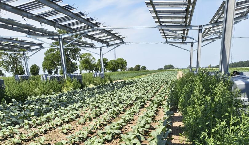 Agrofotowoltaika w Witkowie. Naukowcy łączą fotowoltaikę z uprawą roślin