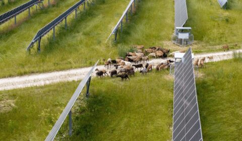 Zamiast kosiarek wykorzystali owce. Nietypowy pomysł na farmach PV