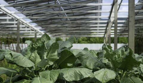 Rośliny zaskakują naukowc&oacute;w. Panele PV nie muszą oznaczać problem&oacute;w z uprawami