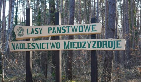 Drogi pellet i mniej drewna. Resort zabiera głos w sprawie Las&oacute;w Państwowych