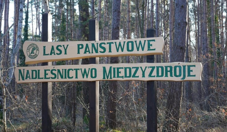 Drogi pellet i mniej drewna. Resort zabiera głos w sprawie Las&oacute;w Państwowych