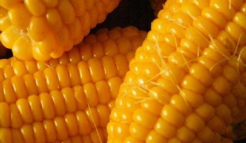 Biogaz z kukurydzy? To jeszcze może się opłacać