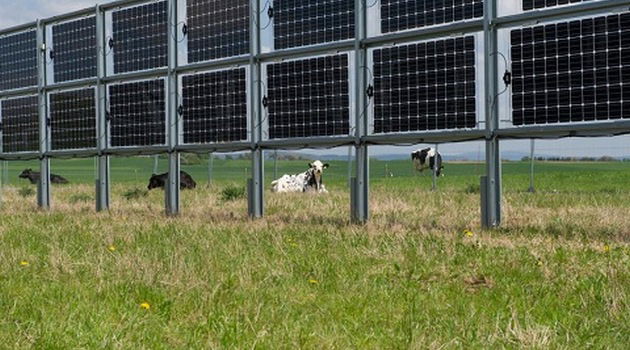 Fotowoltaiczne płoty. Uzyski energii wyższe nawet o 15 proc.