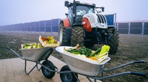 Pionowe panele i owce na największej farmie PV w Austrii