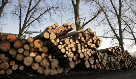 Rekordowy wzrost ceny drewna przez energetykę?