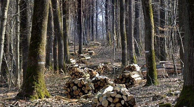 Biomasa leśna to nie OZE. Organizacje ekologiczne za zmianą prawa