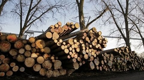 Rząd chce spalać więcej biomasy