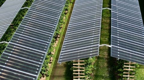 Agrofotowoltaika: 1 mln euro za hektar