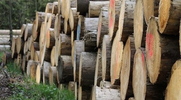 PE za ograniczeniami dla biomasy, ale to nie powstrzyma spalania lasów
