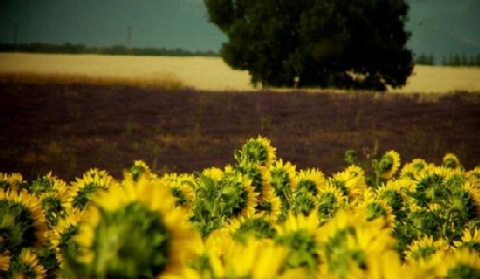 Polmax dostanie 30 mln zł na biopaliwa