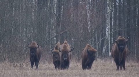 Fotowoltaika kontra żubry na Polanie Białowieskiej. Obrońcy przyrody alarmują