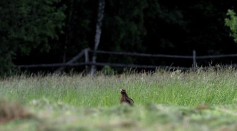 Wójt zgadza się na PV na Polanie Białowieskiej. Ekolodzy nie składają broni