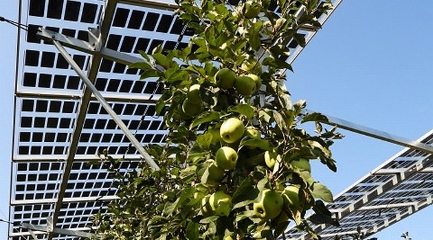 BayWa r.e. bada produkcję owoców z wykorzystaniem instalacji agro-PV