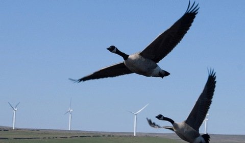 Jakie mogą być konsekwencje gniazdowania ptaków w pobliżu inwestycji wiatrowej?