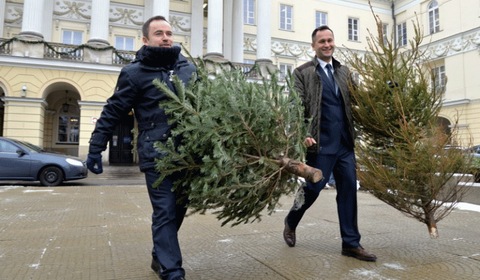 PGNiG Termika wyprodukuje energię z choinek. Rozpoczęła zbiórkę