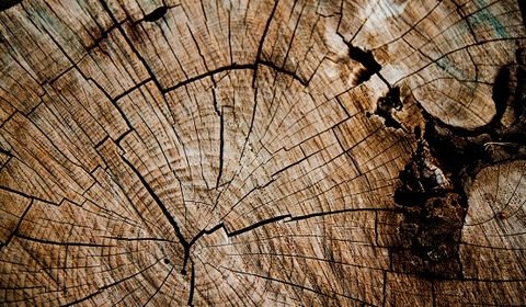 Drewno energetyczne – ciąg dalszy zamieszania wokół współspalania