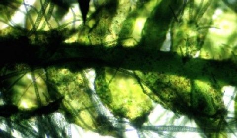Gudzowaty postawi na produkcję biopaliw z alg morskich?