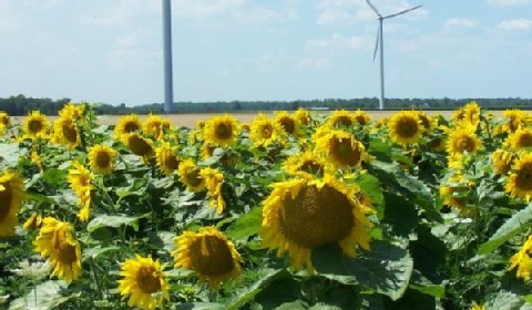 Wielkopolska Izba Rolnicza radzi, na co zwrócić uwagę w umowach dzierżawy pod OZE