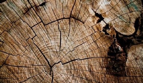 Nowe rozporządzenie MG dot. wykorzystania drewna pełnowartościowego przez energetykę