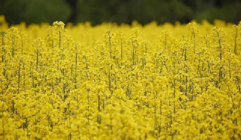 W Sejmie trwają prace nad ustawą o biopaliwach II generacji