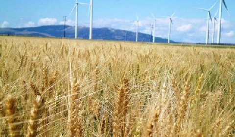 Enea chce budować farmy wiatrowe i fotowoltaiczne, ale nie biogazownie